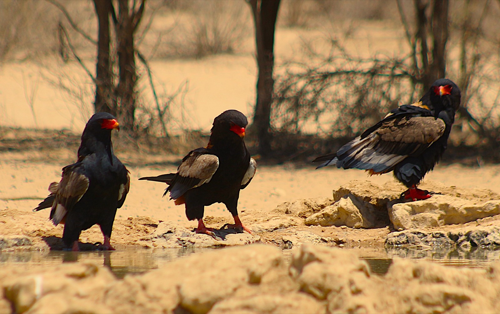 Bateleur eagle