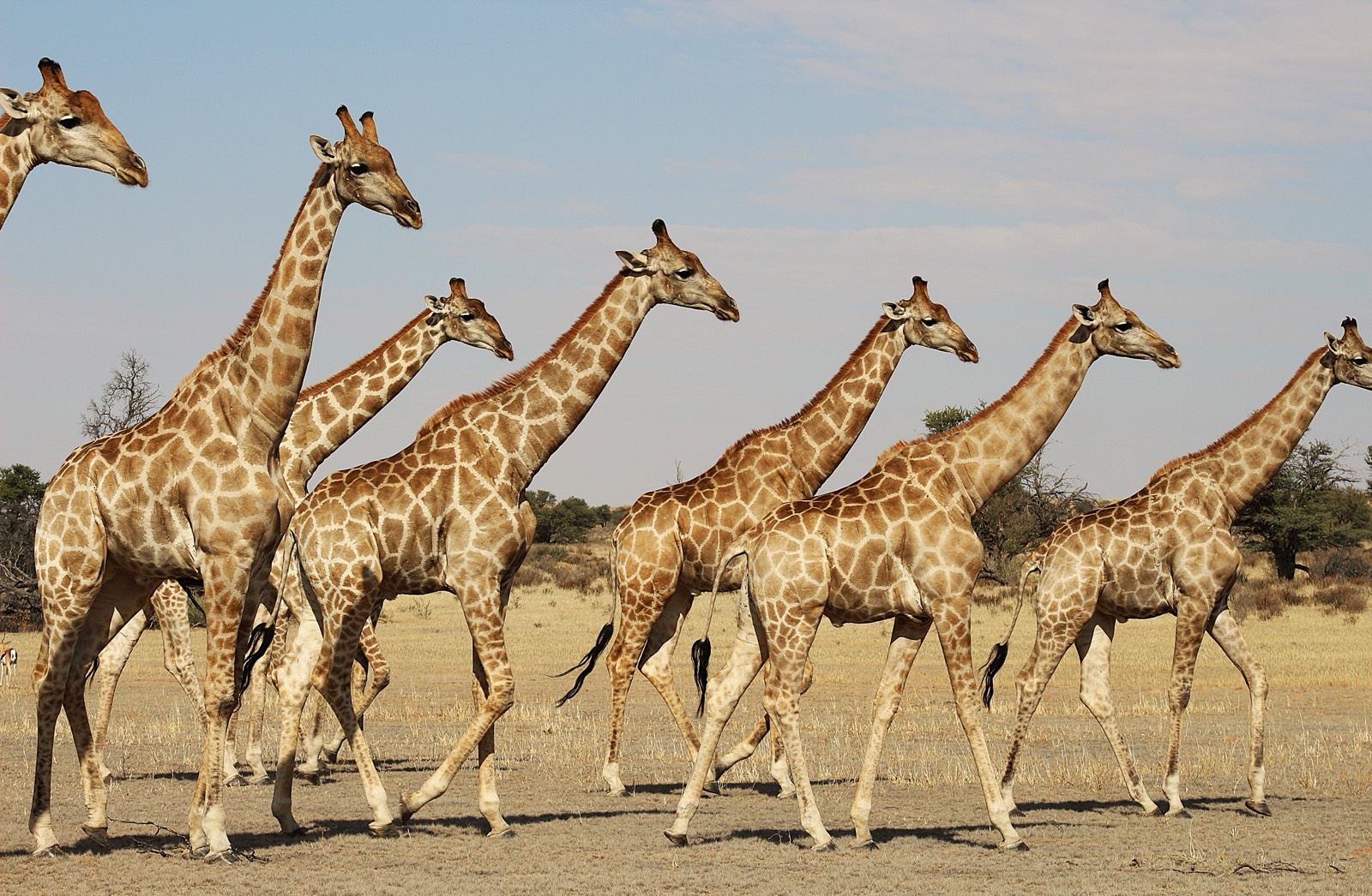Giraffe among camelthorn trees