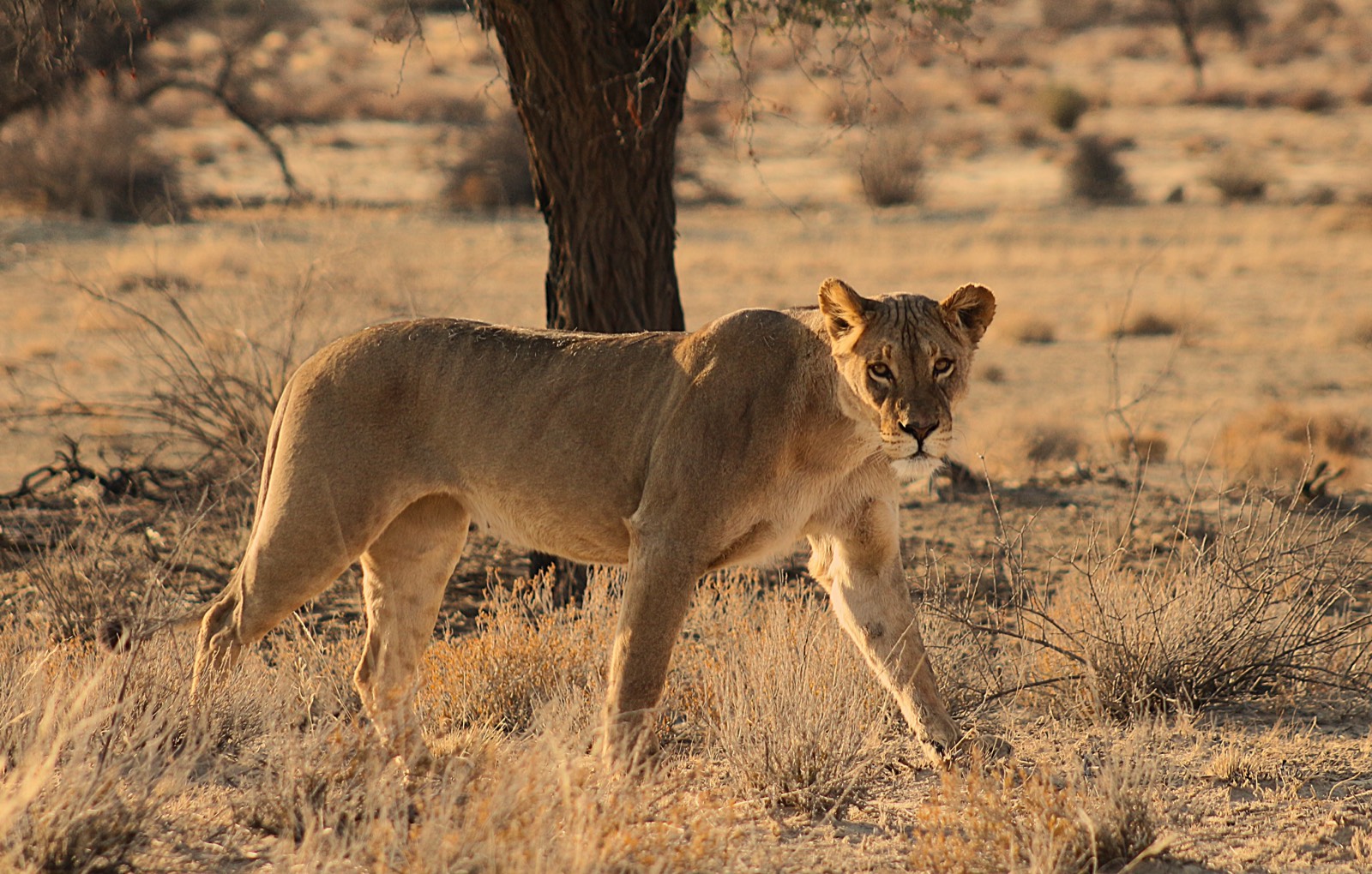 Kalahari lioness