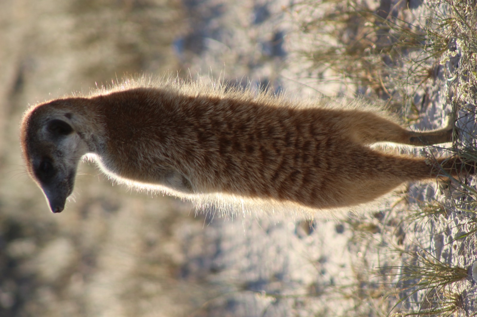 Meerkat standing guard in the Kalahari